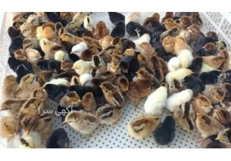 فروش جوجه یک روزه فقط مرغ