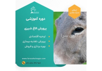 دوره پرورش الاغ شیری و تولید شیر الاغ