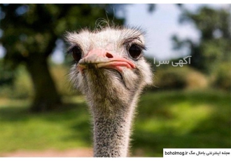آموزش جامع و کامل پرورش شترمرغ