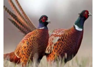 دوره آموزشی پرورش قرقاول جامع و کامل 1 روزه دوره آموزشی پرورش قرقاول جامع و کامل 1 روزه