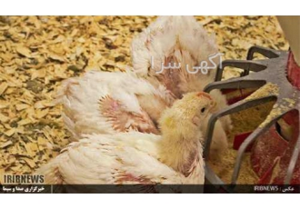 پخش دان و پلت مرغ تخمگذار خوراک مرغ گوشتی دان پارس در تهران پخش دان پلت