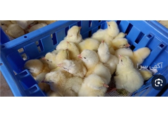 فروش جوجه یک روزه راس گوشتی جوجه یک روزه کاب در نور فروش جوجه یک روزه