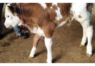 بهترین مرکز خرید گوساله‌های باکیفیت در ایران در بندر ترکمن آیا به دنبال