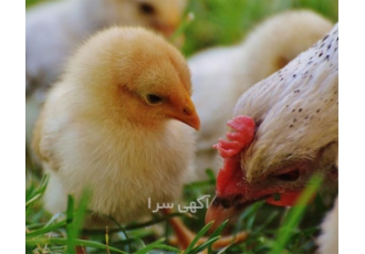 قیمت جوجه ۱ روزه گلپایگانی و قیمت جوجه ۱روزه جهادی در نور قیمت جوجه 1