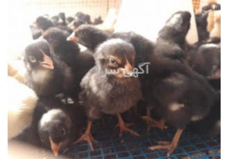 جوجه یکروزه بلک مشکی