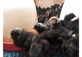 فروش جوجه مرغ بلک استار پلی موت راک - طیور