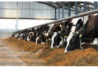 آموزش کامل پرورش گاو شیری حضوری و غیر حضوری در تهران دوره آموزش پرورش