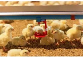 صفر تا صد جیره نویسی طیور در تهران اموزش تخصصی جیره نویسی طیور صفر تا