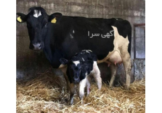 قیمت گوساله هلشتاین ، فروش گوساله
