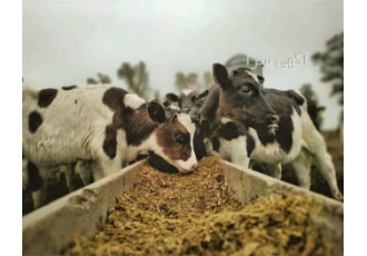 آموزش جیره نویسی دستی و کامپیوتری گاوشیری در تهران آموزش جیره نویسی