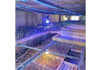 دوره آموزش پرورش زعفران گلخانه ای