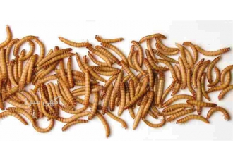 آموزش پرورش و فروش کرم میلورم در تهران پرورش خانگی کرم میلورم اساتید