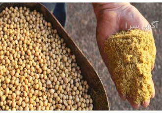 دان آماده مرغ گوشتی، کیفیت توام با قیمت - طیور