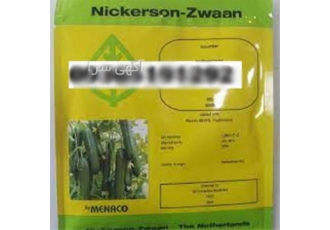 بذر خیار گلخانه ای کیهان پر فروش در شیراز فروش بذر خیار در ارقام مختلف