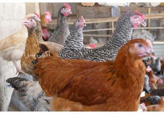 بهترین نژاد مرغ و خروس محلی تخم گذار در نور بهترین نژاد مرغ و خروس محلی