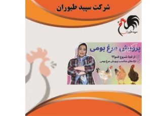 پخش مرغ بومی در سراسر کشور با ضمانت کیفیت و قیمت