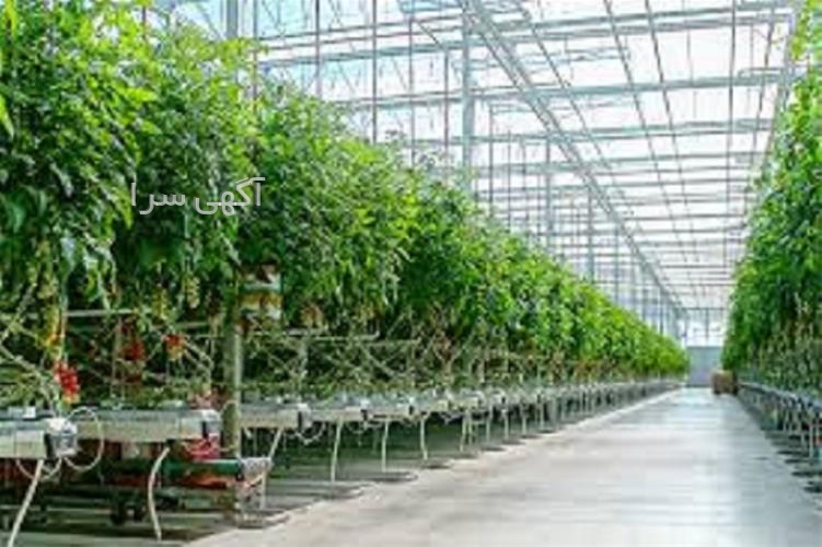 گلخانه شیشه ای در پذیرایی