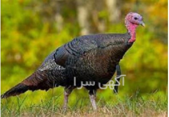 آموزش پرورش بوقلمون در تهران دوره آموزش پرورش بوقلمون به صورت کامل