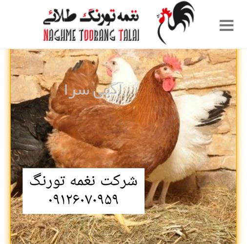 قیمت جوجه بوقلمون یک ماهه