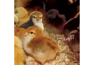 خرید جوجه یک روزه محلی گلپایگانی با کیفیت بالا در نور فروش جوجه یک روزه