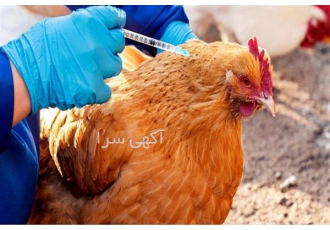دوره تخصصی بهداشت و بیماری‌های طیور با مدرک معتبر