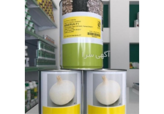 بذر پیاز سفید مینروا