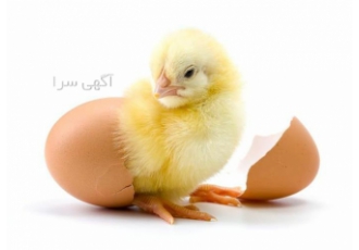 فروش مرغ گوشتی بهترین جوجه گوشتی یکروزه طیور در تهران فروش مرغ گوشتی
