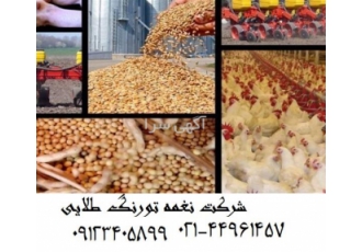 پرورش جوجه گوشتی و سود دهی سریع ، فروش جوجه گوشتی