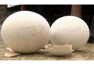 فروش تخم نطفه دار شترمرغ 75 درصد