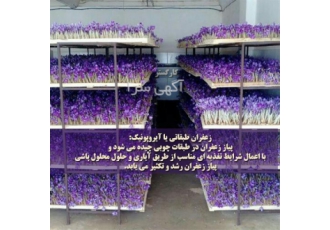 آموزش زعفران هوا کشت یا آیروپونیک در کرج کشت زعفران در گلخانه و زمین