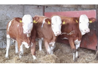 فروش انواع گوساله سیمینتال در فسا با سلام فروش انواع گوساله سیمینتال