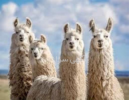 آگهی ترحیم قابل ویرایش word