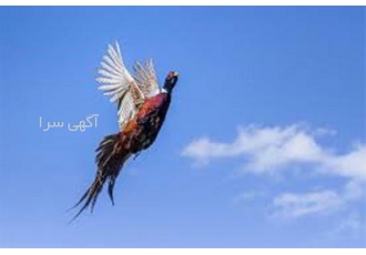 دوره آموزشی پرورش قرقاول جامع و کامل