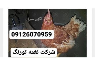 مرغ گلپایگان اصلاح نژادشده در تهران مرغ گلپایگان اصلاح نژادشده مرغ