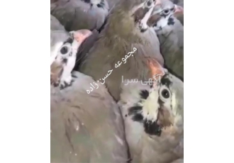 فروش و عرضه جوجه کبک با کیفیت عالی در قم اگر به دنبال خرید جوجه کبک