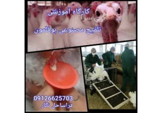 کارگاه آموزشی تلقیح مصنوعی بوقلمون در تهران مدت دوره سه روز نحوه تلقیح