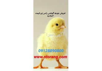 فروش عمده جوجه یک روزه گوشتی درجه ۱ زیر قیمت بازار در تهران فروش عمده