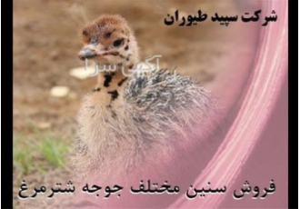 فروش جوجه شترمرغ درجه یک ، شترمرغ دوماهه با قیمت مناسب