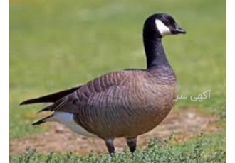آموزش پرورش قوغاز با گواهینامه آموزشی