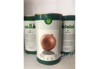 بذر پیاز زرد زرگان در اشتهارد بذر پیاز زرد زرگانه از ارقام استادارد