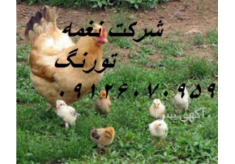 فروش مرغ ۵ ماهه و ۶ ماه محلی گلپایگانی آماده تخم در تهران فروش مرغ