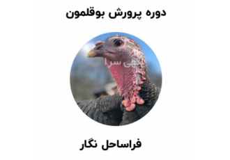 آموزش کاربردی پرورش بوقلمون به صورت کاربردی در تهران دوره آموزشی پرورش