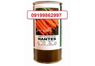 فروش بذر هویج نانتس ایمپروود کانیون مقاوم اصل