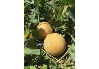 فروش انواع بذر مرغوب    بذر ملون آریانا