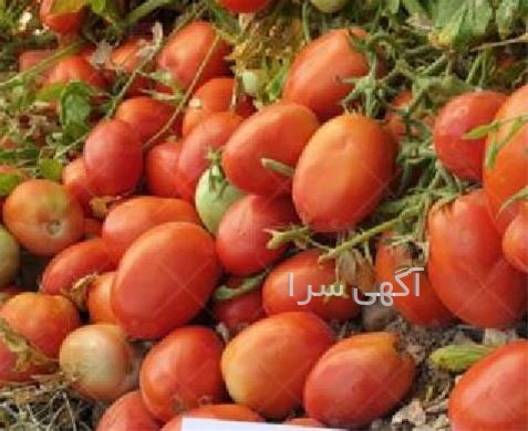 آگهی های بذر و نهال - کشاورز