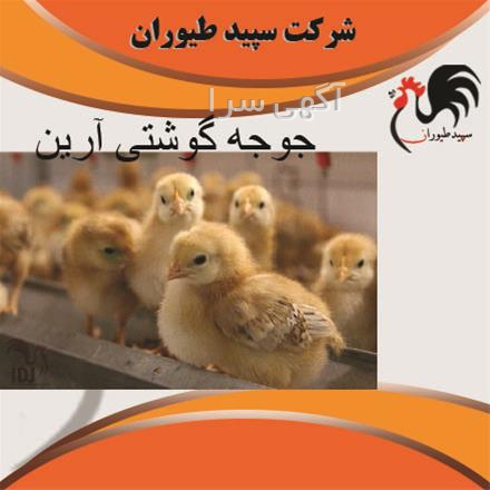 طيور النار dailymotion 35