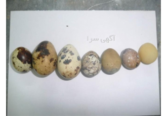 پرورش بلدرچین در کرج دوره های آموزشی پرورش بلدرچین در کارگستر کرج