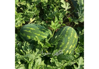 بذر هندوانه آمور آر اس سیدز (RS Seeds)