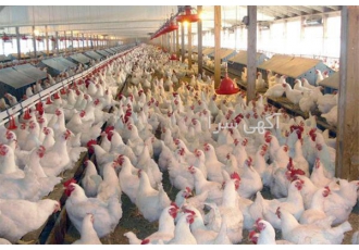فروش مرغ تخم گذار هایلاین طیور در تهران مرغ تخمگذار نژاد هایلاین 8