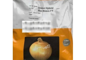 فروش بذر پیاز آمریکایی ، فروش بذر پیاز آمریکایی